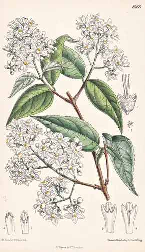 Deutzia Setchuenensis. Tab 8255 - China / Pflanze Planzen plant plants / flower flowers Blume Blumen / botanic