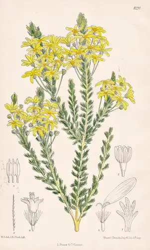 Euryops Virgineus. Tab 8291 - South Africa Südafrika / Pflanze Planzen plant plants / flower flowers Blume Blu