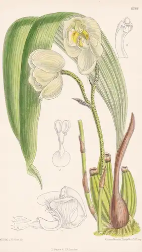 Houlletia Sanderi. Tab 8346 - Peru / Orchidee orchid / Pflanze Planzen plant plants / flower flowers Blume Blu