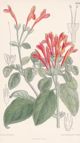 Jacobina Suberecta. Tab 8350 - Uruguay / Pflanze Planzen plant plants / flower flowers Blume Blumen / botanica