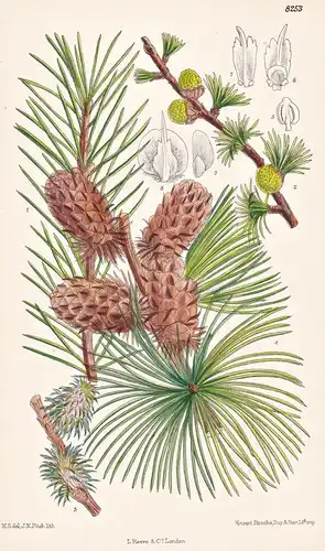 Larix Occidentalis. Tab 8253 - North America Nordamerika / Pflanze Planzen plant plants / flower flowers Blume