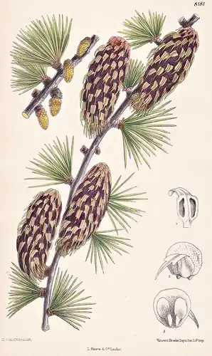 Larix Griffithii. Tab 8181 - Sikkim / Pflanze Planzen plant plants / flower flowers Blume Blumen / botanical B