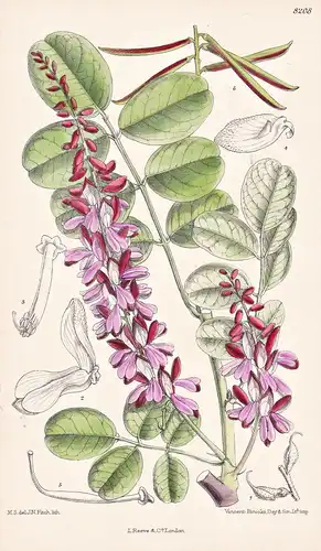 Indigofera Hebepetala. Tab 8208 - Himalaya / Pflanze Planzen plant plants / flower flowers Blume Blumen / bota