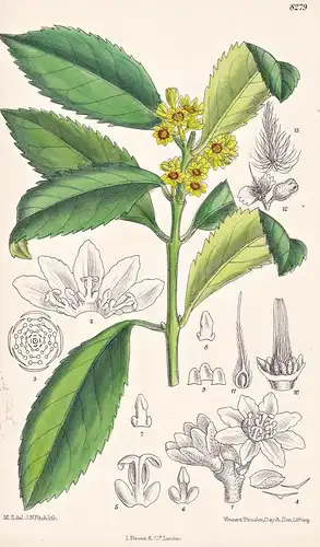 Laurelia Serrata. Tab 8279 - Chile / Pflanze Planzen plant plants / flower flowers Blume Blumen / botanical Bo