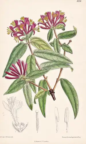 Lonicera Giraldii. Tab 8236 - China / Pflanze Planzen plant plants / flower flowers Blume Blumen / botanical B