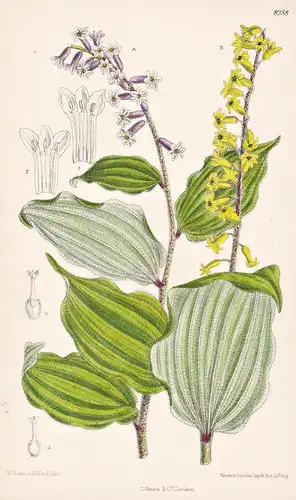 Oligobotrya Henryi. Tab 8238 - China / Pflanze Planzen plant plants / flower flowers Blume Blumen / botanical