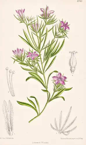 Nigella Integrifolia. Tab 8245 - Turkestan / Pflanze Planzen plant plants / flower flowers Blume Blumen / bota