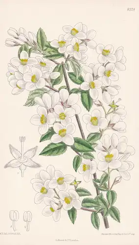 Philadelphus Delavayi. Tab 8324 - China / Pflanze Planzen plant plants / flower flowers Blume Blumen / botanic