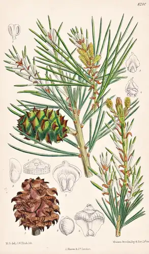 Pinus Bungeana. Tab 8240 - China / Pflanze Planzen plant plants / flower flowers Blume Blumen / botanical Bota