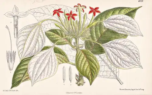 Mussaenda Treutleri. Tab 8254 - Himalaya / Pflanze Planzen plant plants / flower flowers Blume Blumen / botani