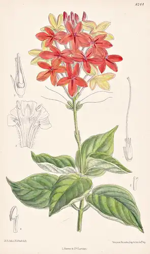 Pseudoeranthemum Seticalyx. Tab 8244 - Africa Afrika / Pflanze Planzen plant plants / flower flowers Blume Blu