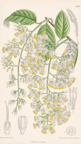 Pterostyrax Hispidum. Tab 8329 - Japan / Pflanze Planzen plant plants / flower flowers Blume Blumen / botanica