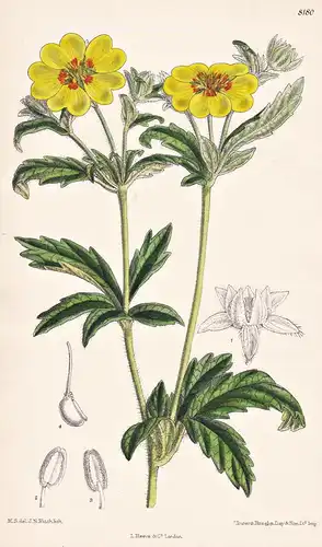 Potentilla Concolor. Tab 8180 - China / Pflanze Planzen plant plants / flower flowers Blume Blumen / botanical