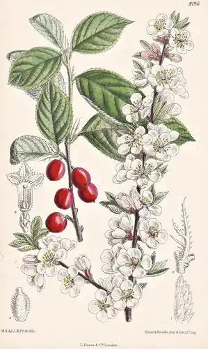 Prunus Tomentosa. Tab 8196 - China / Pflanze Planzen plant plants / flower flowers Blume Blumen / botanical Bo