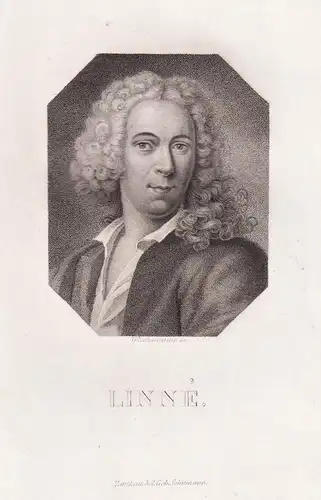 Linne. - Carl von Linnè (1707-1778) Naturwissenschaftler naturel scientist / Portrait