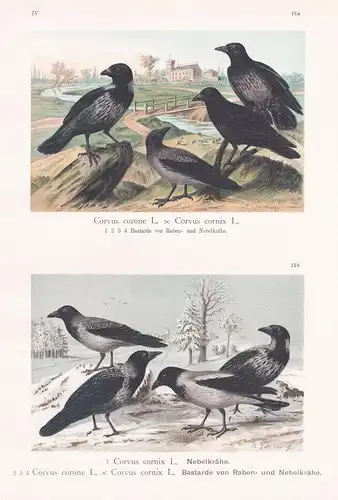 Nebelkrähe / Bastarde von Raben- und Nebelkrähe - Krähe Aaskrähe Rabe Carrion crow Vogel Vögel bird birds