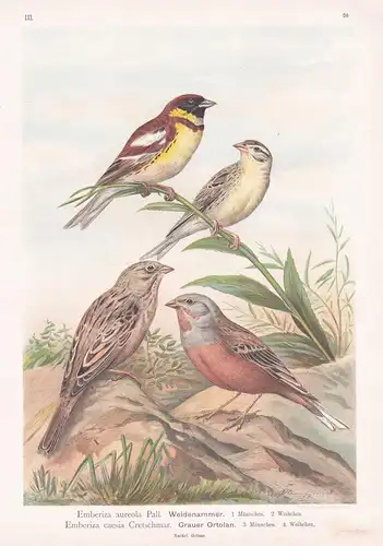 Weidenammer, Grauer Ortolan Ammer Sperling bunting Vogel Vögel bird birds
