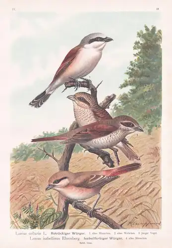 Rotrückiger Würger, Isabellfarbiger Würger - Neuntöter Isabellwürger Würger red-backed shrike Vogel Vögel bird