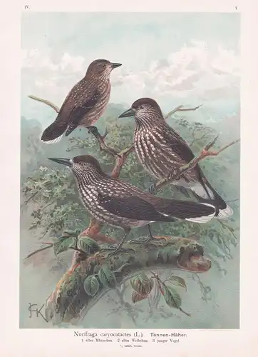 Tannen-Häher - Tannenhäher spotted nutcracker Häher Vogel Vögel bird birds