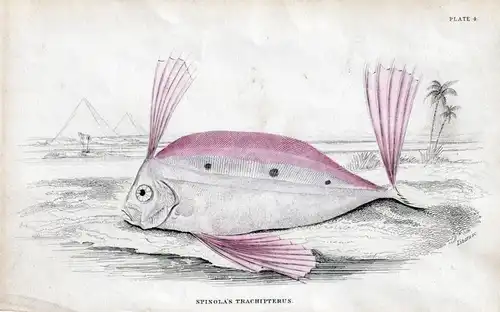 Spinola's Trachipterus. - Trachipterus trachypterus / Fisch fish Fische