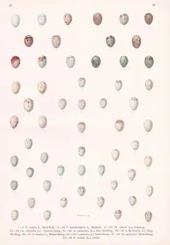 Buch-Fink, Bergfink, Grünling, Citronen-Zeisig, ... - Ei Eier egg eggs / Hänfling Zeisig Fink Girlitz / Vogel