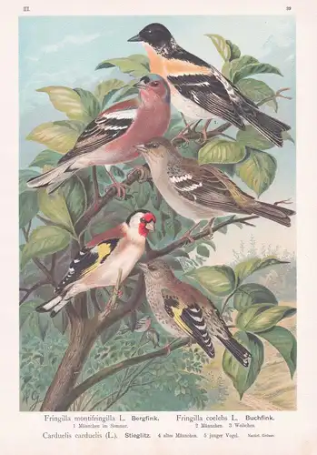 Bergfink, Buchfink, Stieglitz - chaffinch brambling Fink Vogel Vögel bird birds