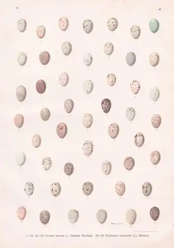 Gemeiner Kuckuck, Bobolink - Ei Eier egg eggs / Vogel Vögel bird birds