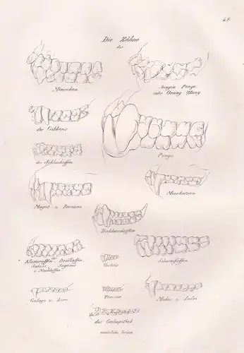 Die Zähne des Menschen / jungen Pongo oder Orang-Utang / der Gibbons / Pongo / der Schlankaffen / Meerkatzen /