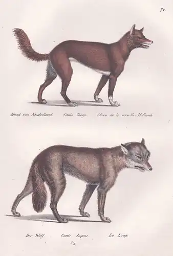 Hund von Neuholland / Der Wolf - Dingo / Hund Hunde dog dogs