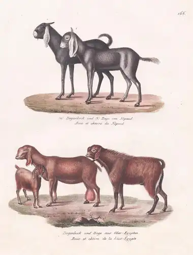 Ziegenbock und Ziege von Nepaul / Ziegenbock und Ziege aus Ober-Egypten - Ziegen goats / Tiere animals / Ägypt