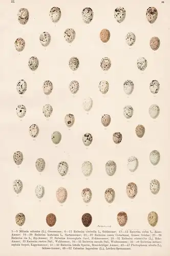 Grauammer, Goldammer, Zaun-Ammer, Gartenammer, Grauer Ortolan, ... - Ei Eier egg eggs / Ammer Ortolan / Vogel
