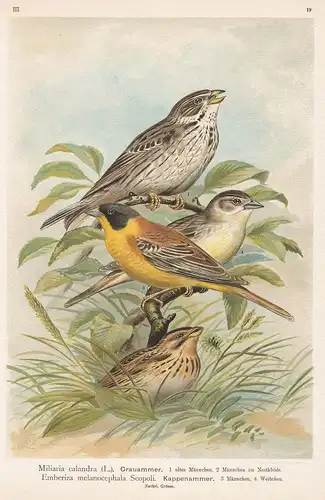 Grauammer, Kappenammer - Ammer Sperling bunting Vogel Vögel bird birds