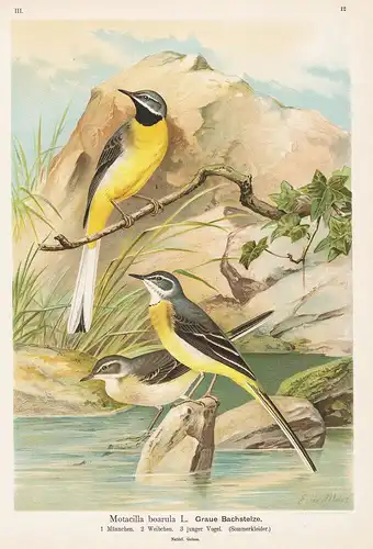 Graue Bachstelze - Stelzen wagtail Vogel Vögel bird birds