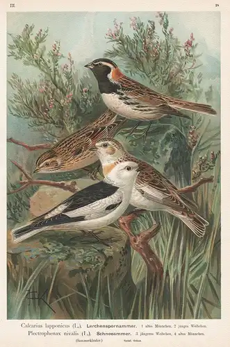 Lerchenspornammer, Schneeammer - Ammer Sperling bunting Vogel Vögel bird birds
