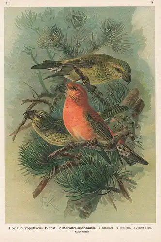 Kiefernkreuzschnabel - Finken parrot crossbill Vogel Vögel bird birds