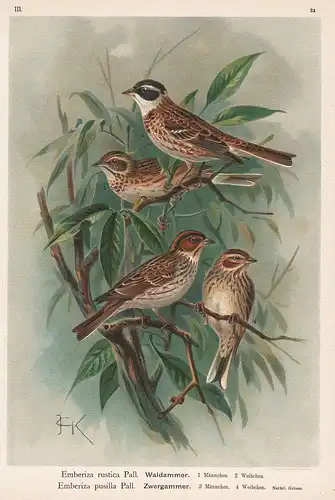 Waldammer, Zwergammer - Sperling Ammer bunting Vogel Vögel bird birds