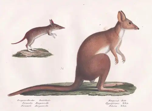 Bougainvillescher Beuteldachs / Kenguruh-Ratte - Nasenbeutler Kängururatte Kangaroo rats bandicoot bilbie / Ti