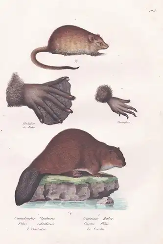 Canadischer Ondatra / Gemeiner Bieber - Bisamratte muskrat / Biber beaver / Tiere animals / Zoologie