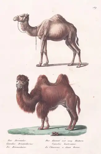 Das Dromedar / Das Kamel mit zwey Höckern - Arabisches Kamel dromedary Camelid / Tiere animals