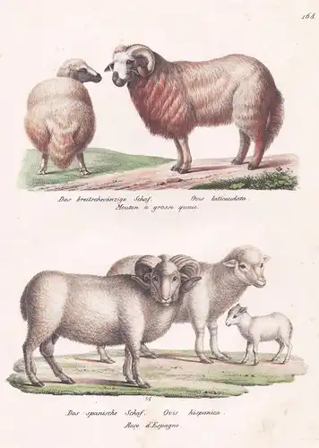 Das beitschwänzige Schaf / Das spanische Schaf - ovis sheep ovines / Tiere animals