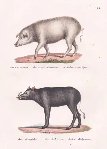 Das Hausschwein / Der Hirscheber - Schwein domestic pig Babirusa deer-pigs / Tiere animals / Zoologie