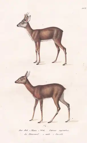 Das Reh - roe deer / Tiere animals