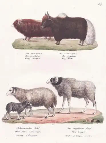 Der Bisamochse / Der Grunz-Ochse / Astracanisches Schaf / Das langbeinige Schaf - Moschusochse muskox ovis she