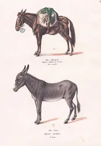 Der Maulesel / Der Esel - Maultier hinny donkey / Tiere animals