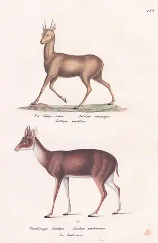 Der Klippspringer / Vierhörnige Antilope - Antilope antelope klipspringer / Tiere animals
