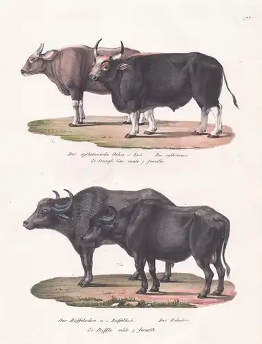 Der sylhetanische Ochse u. Kuh / Der Büffelochse u. Büffelkuh - ox cow buffalo / Tiere animals