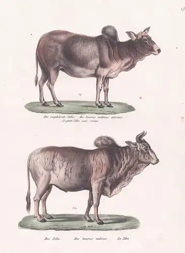 Der ungehörnte Zebu / Der Zebu - Buckelrind indicine cattle Camel cow / Tiere animals