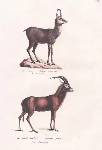 Die Gemse / Die Pferd-Antilope - Gämse Gams chamois Antilope antelope / Tiere animals