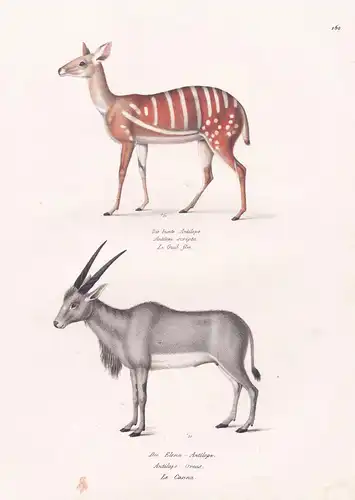 Die bunte Antilope / Die Elenn-Antilope - Elenantilope common eland Antilope antelope / Tiere animals