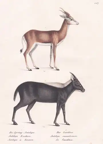 Die Spring-Antilope / Der Gambtan - Antilope antelope Springbock springbok springbuck / Tiere animals